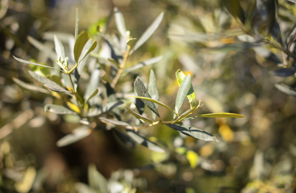 Frantoio Galantino - Olivenöl Tonkrug 0.5 lt